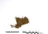 藏品(鋸葉麻羽苔)的圖片